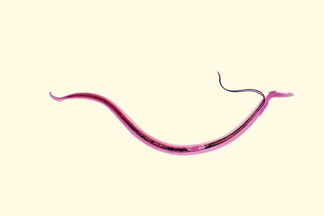 Schistosomiasis, caused by a blood dwelling flatworm, is second to only malaria on the scale of devastating parasitic diseases