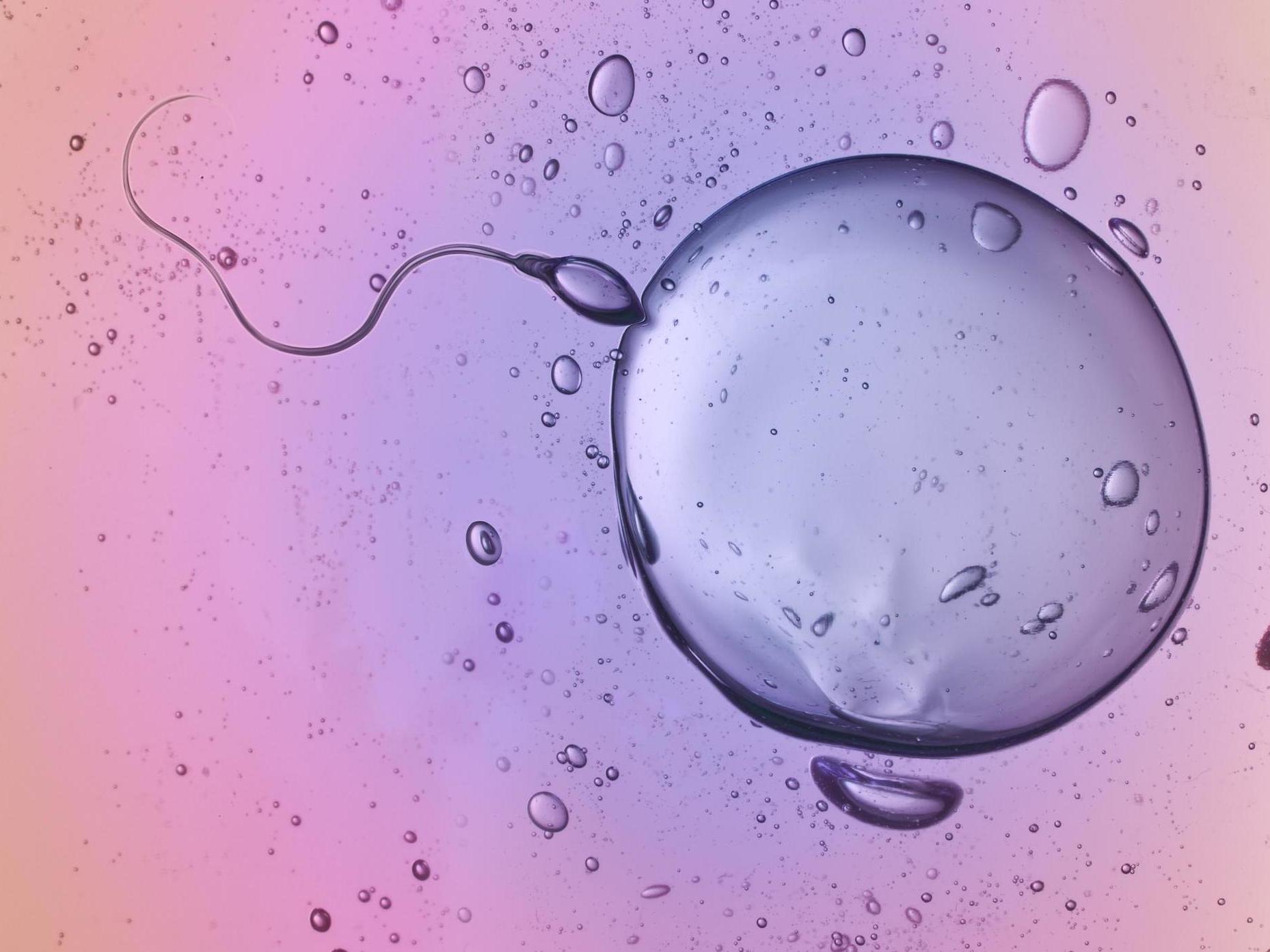 Sperm quality can affect the development of the placenta, which feeds nutrients and oxygen to the foetus