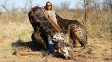 US hunter defends black giraffe 'trophy kill' after posing with corpse