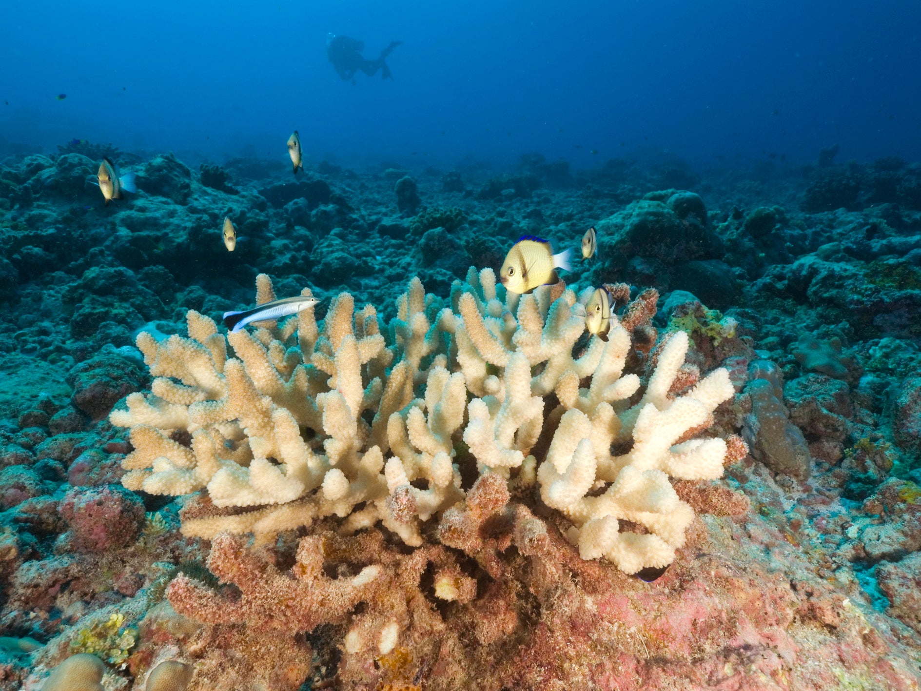 ‘Devastating’ bleaching of Great Barrier Reef hitting deep water corals harder than previously estimated, study shows