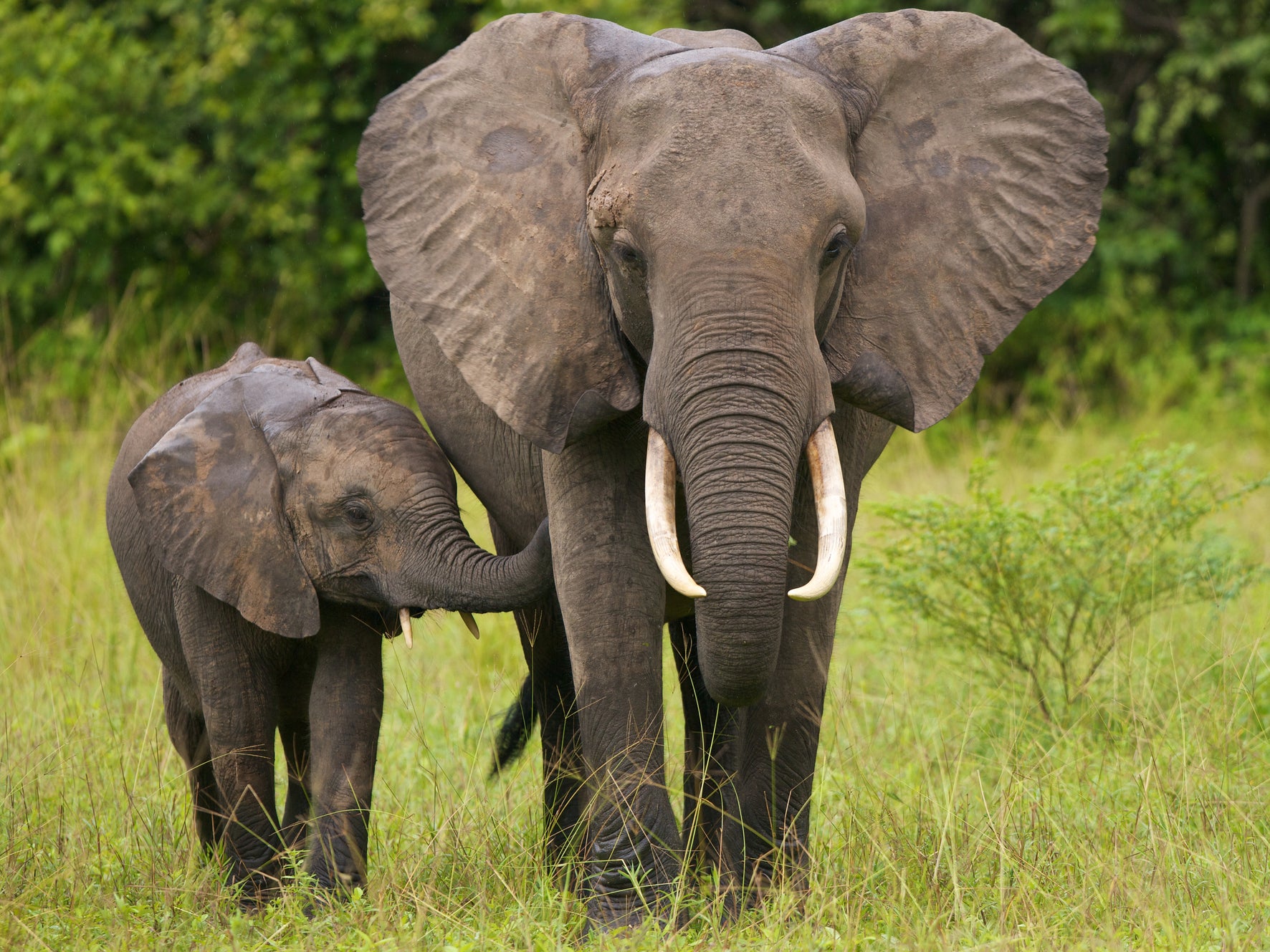 Around 55 African elephants are killed every day for their ivory