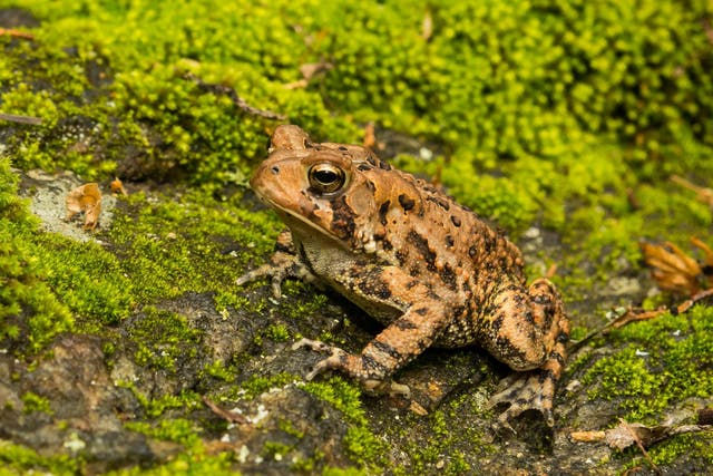 When American toads are subject to round-the-clock lighting, their growth is noticeably stunted