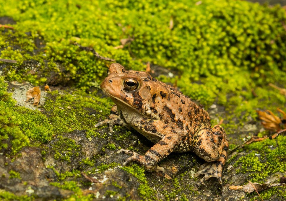 Amphibians Threatened With Extinction By Effects Of Streetlights