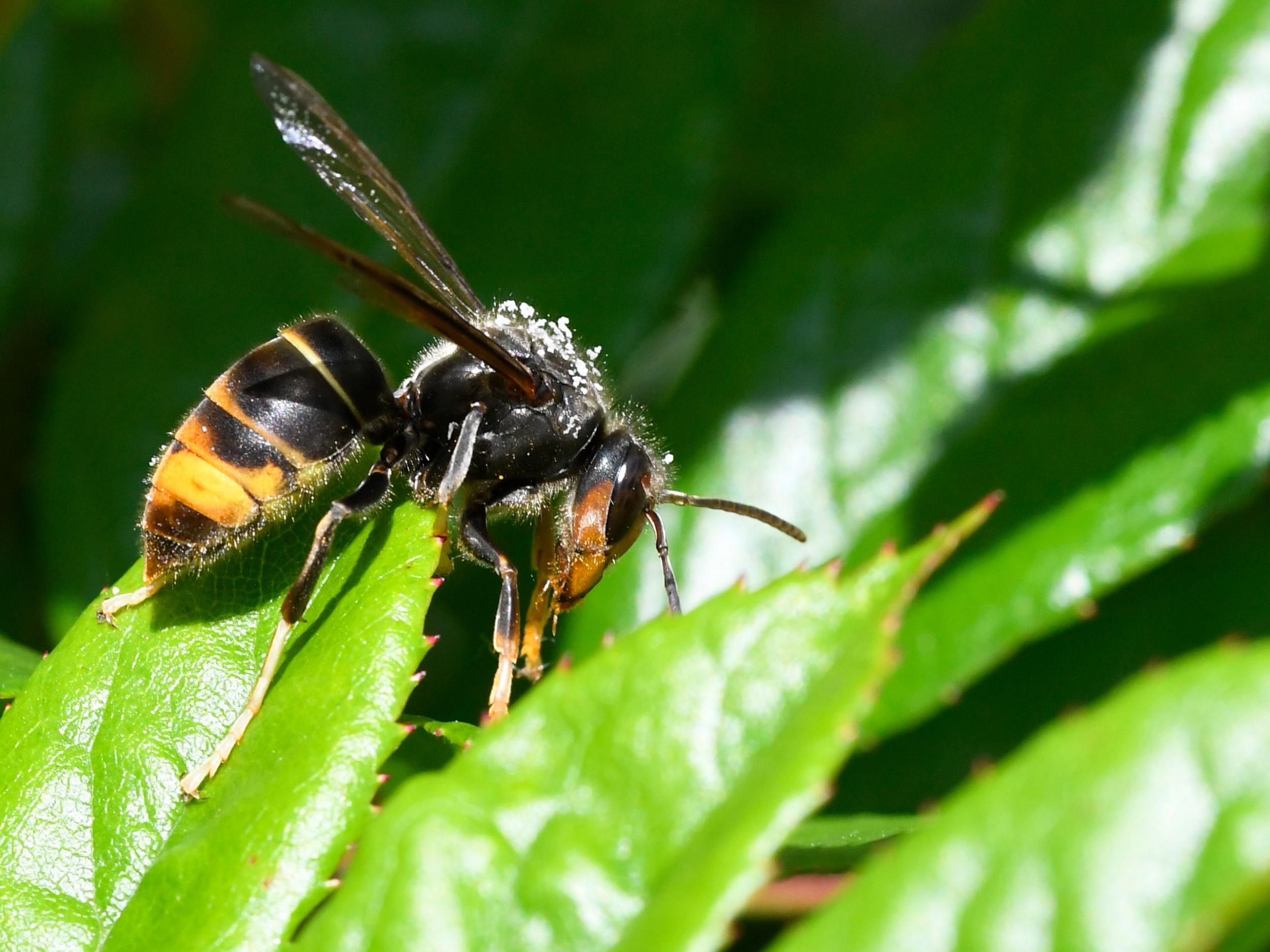 Asian hornets pose a threat to honey bees