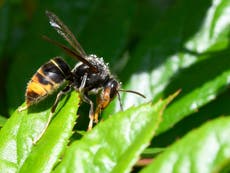 Scientists fight killer Asian hornet invasion using tiny trackers
