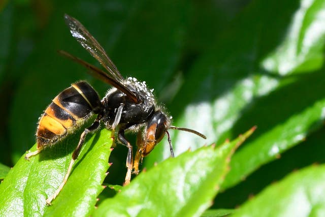 Asian hornets pose a threat to honey bees