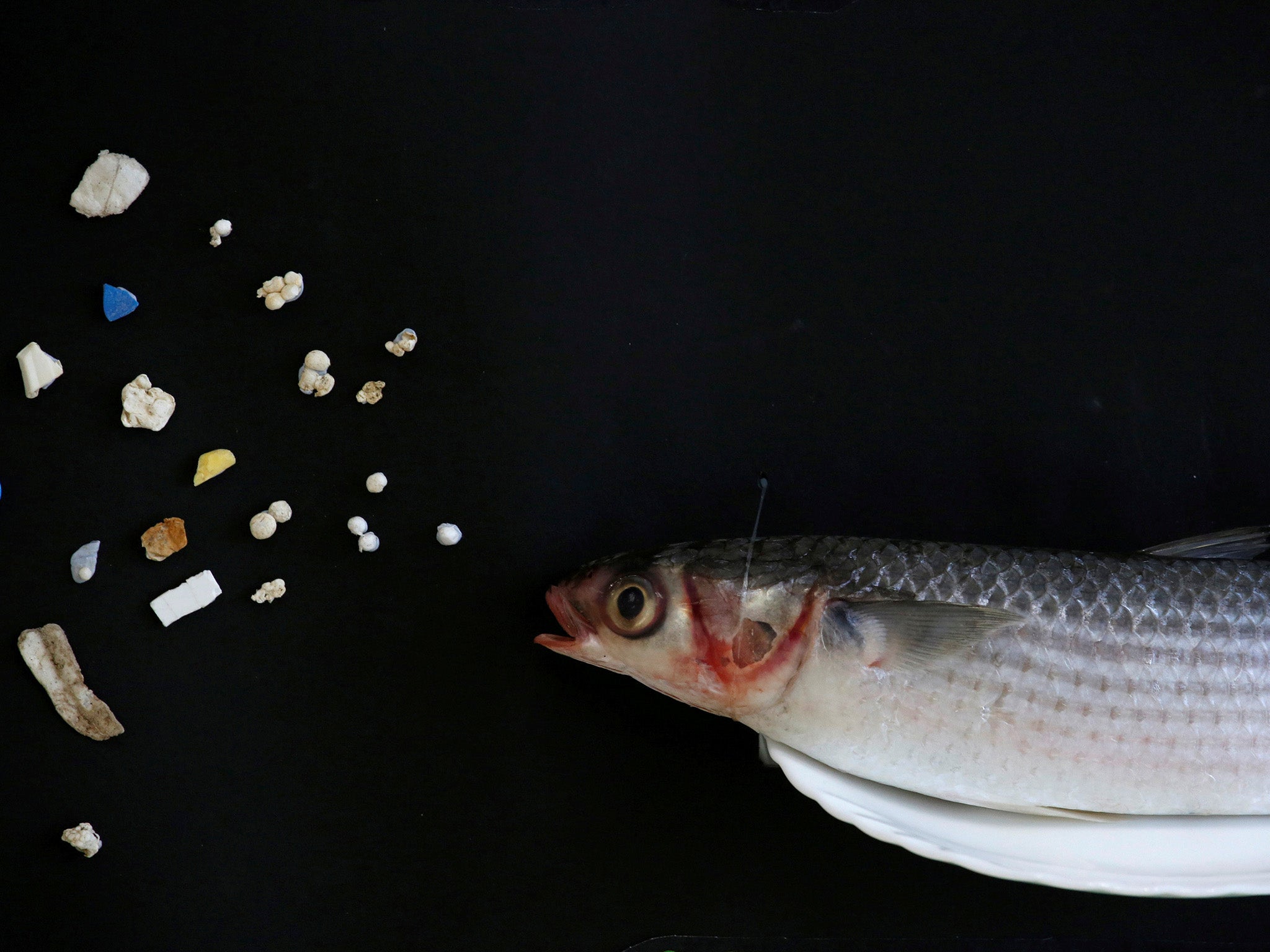 Microplastics have been found in the flesh of fish, as well as their stomachs and mussels can also be contaminated too