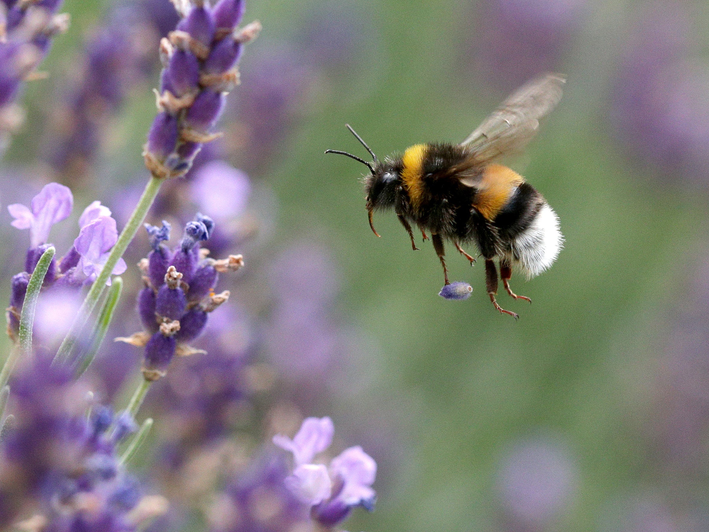 Bumblebees appear to be thriving in urban environments, according to new research