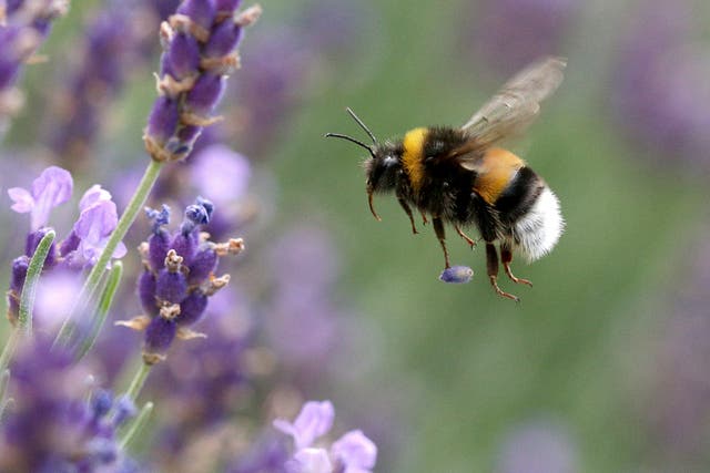 Bumblebees appear to be thriving in urban environments, according to new research