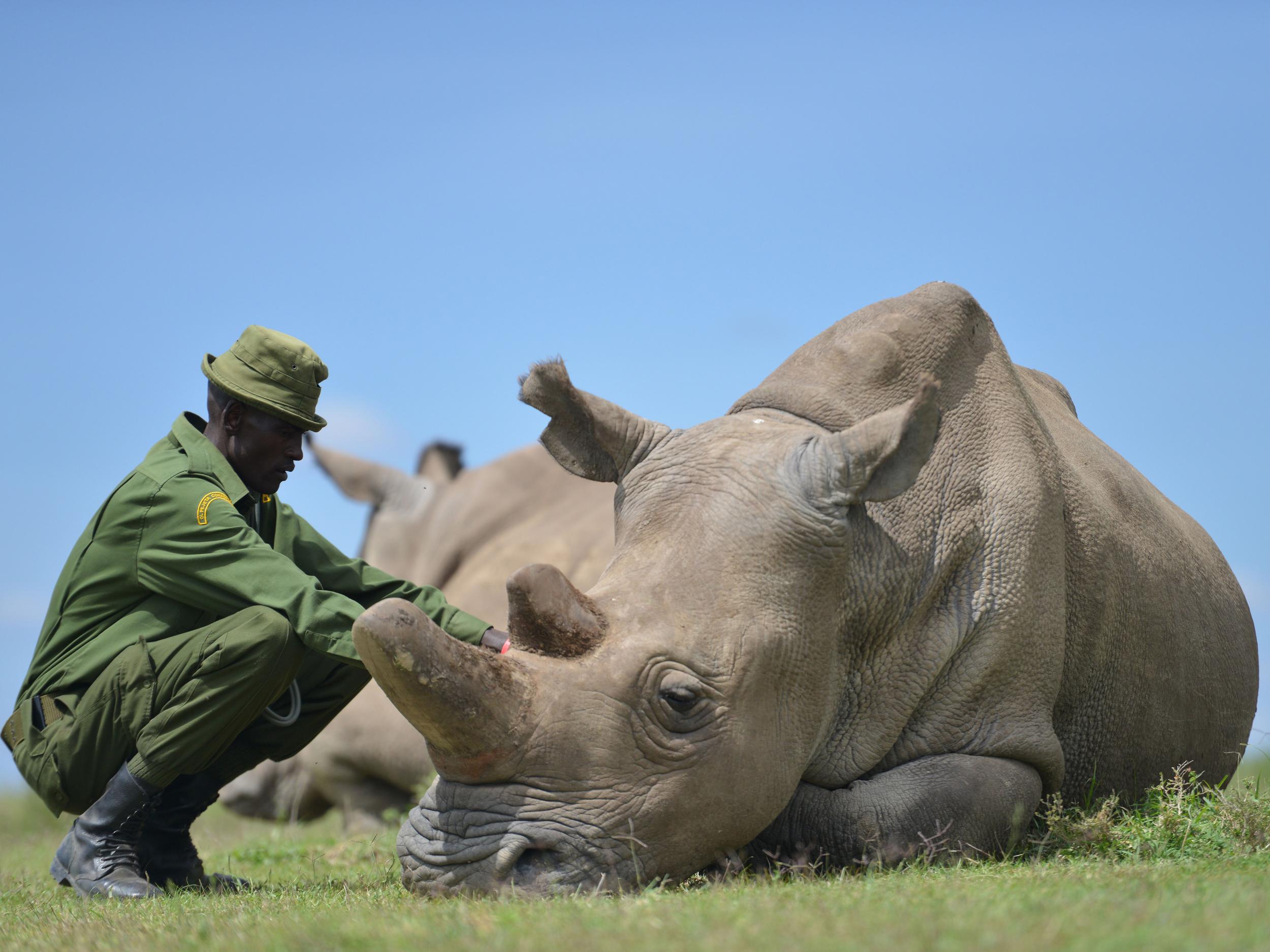 Najin, the older of only two remaining female northern white rhinos, at the Ol Pejeta conservancy in Kenya