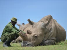 Northern white rhinos could be back from extinction ‘in three years’