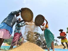 India must ditch rice to feed growing population, scientists warn
