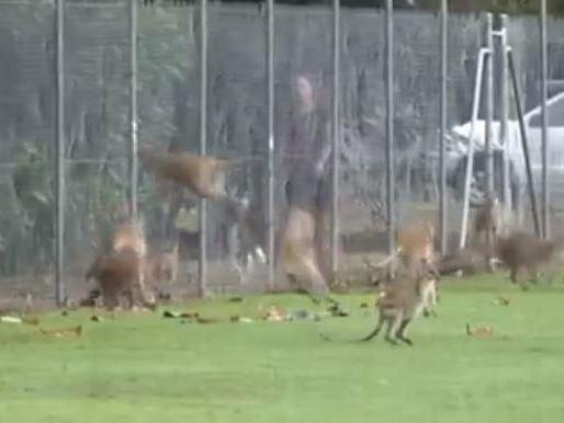 Wallabies hurling themselves into a fence in Queensland, Australia