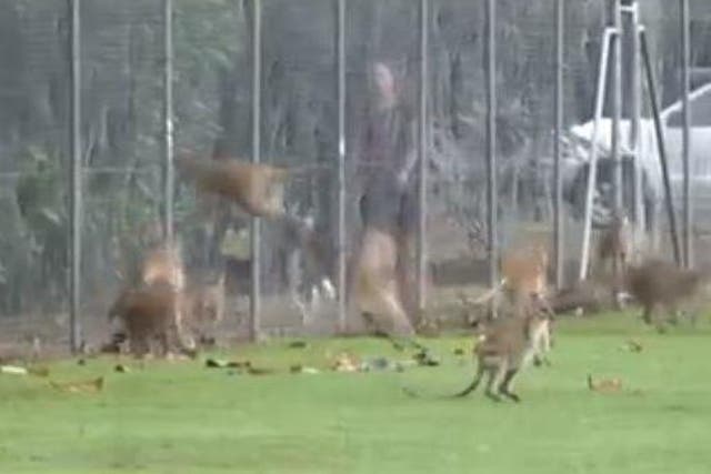 Wallabies hurling themselves into a fence in Queensland, Australia