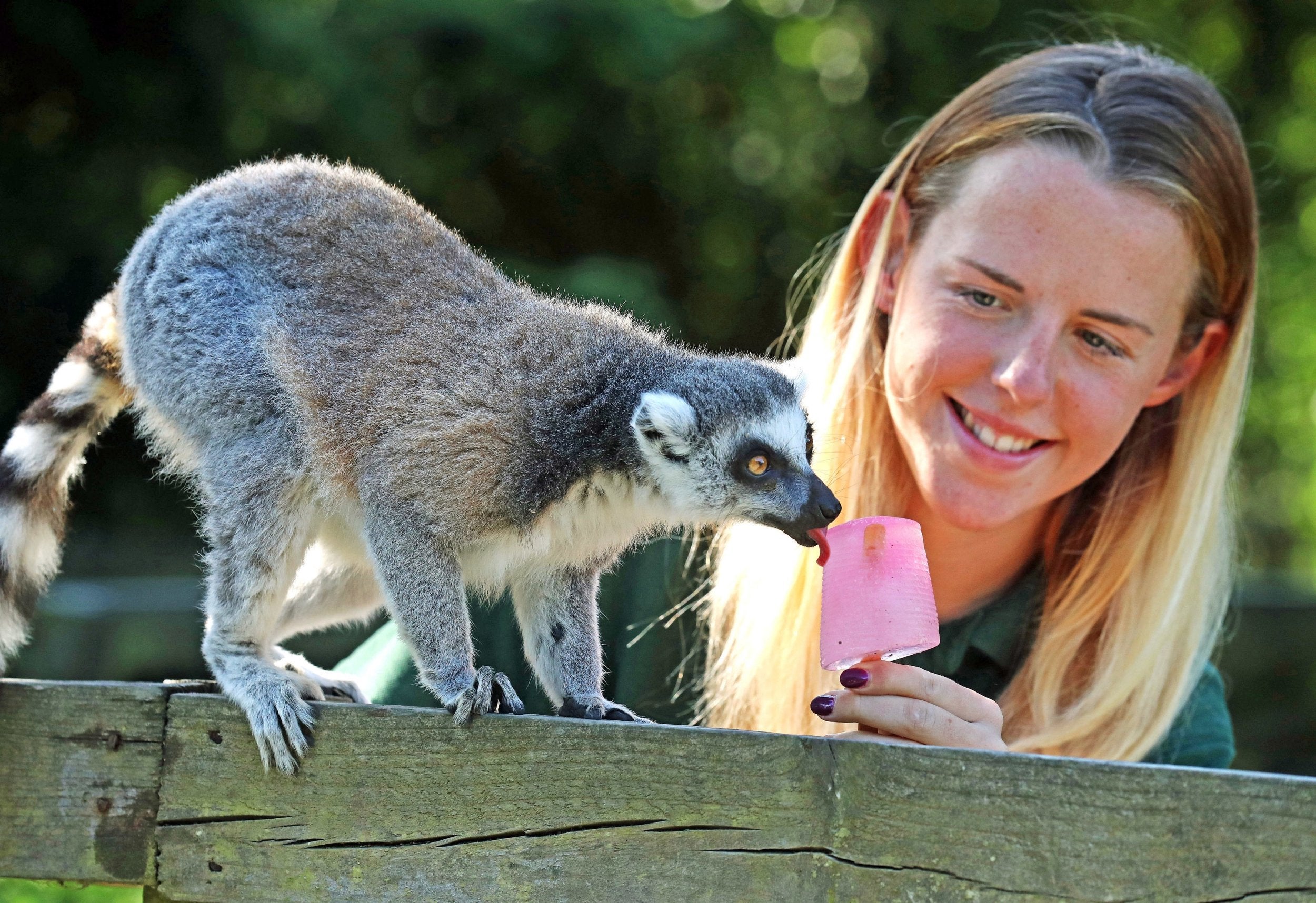 Keeper Fiona Carmichael feeds a ring-tailed lemur at Blair Drummond Safari Park near Stirling, where temperatures hit 31.9C on Wednesday