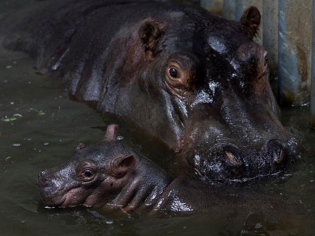 Hippo teeth are durable, cheaper than elephant ivory and easier to carve into trinkets, meaning they are highly prized in Hong Kong (file photo)