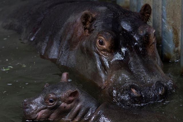 Hippo teeth are durable, cheaper than elephant ivory and easier to carve into trinkets, meaning they are highly prized in Hong Kong (file photo)
