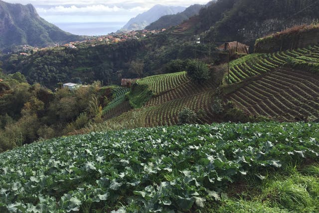 Madeira's landscape is ideal for trail runners