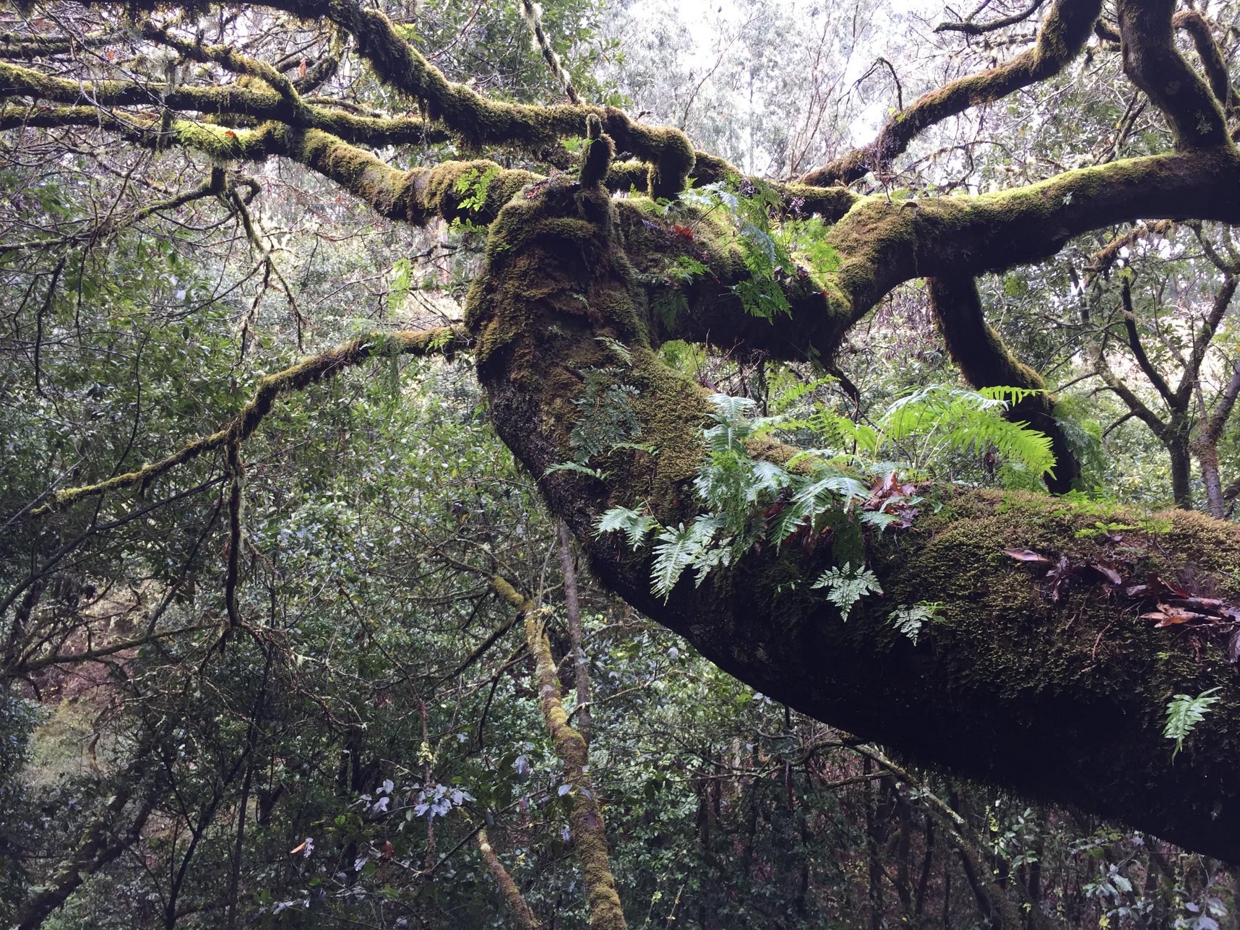 Madeira has varied terrain to explore, from forests to beaches