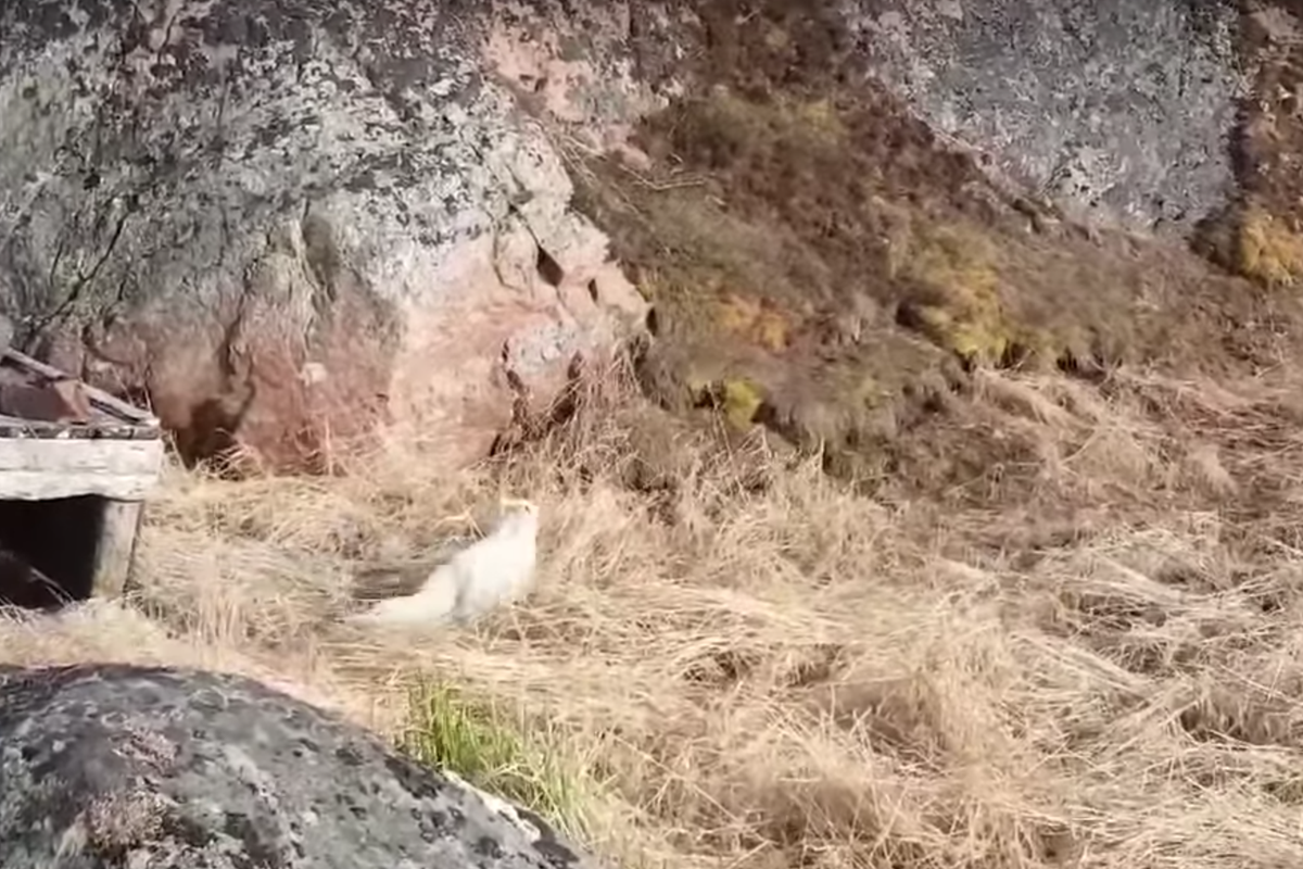 Fishing couple save starving Arctic fox stranded on iceberg | The ...
