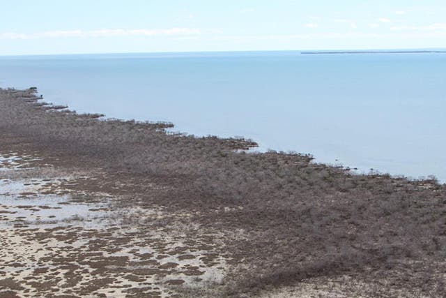 A weak monsoon 2015-2016 is thought to have caused mangrove dieback across a 1,000km stretch of the Gulf of Carpenteria