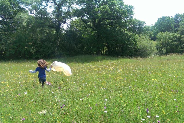 Only 3% of Britain's ancient meadows remain, and environmental group Plantlife is calling on the government to take action to restore these rich habitats