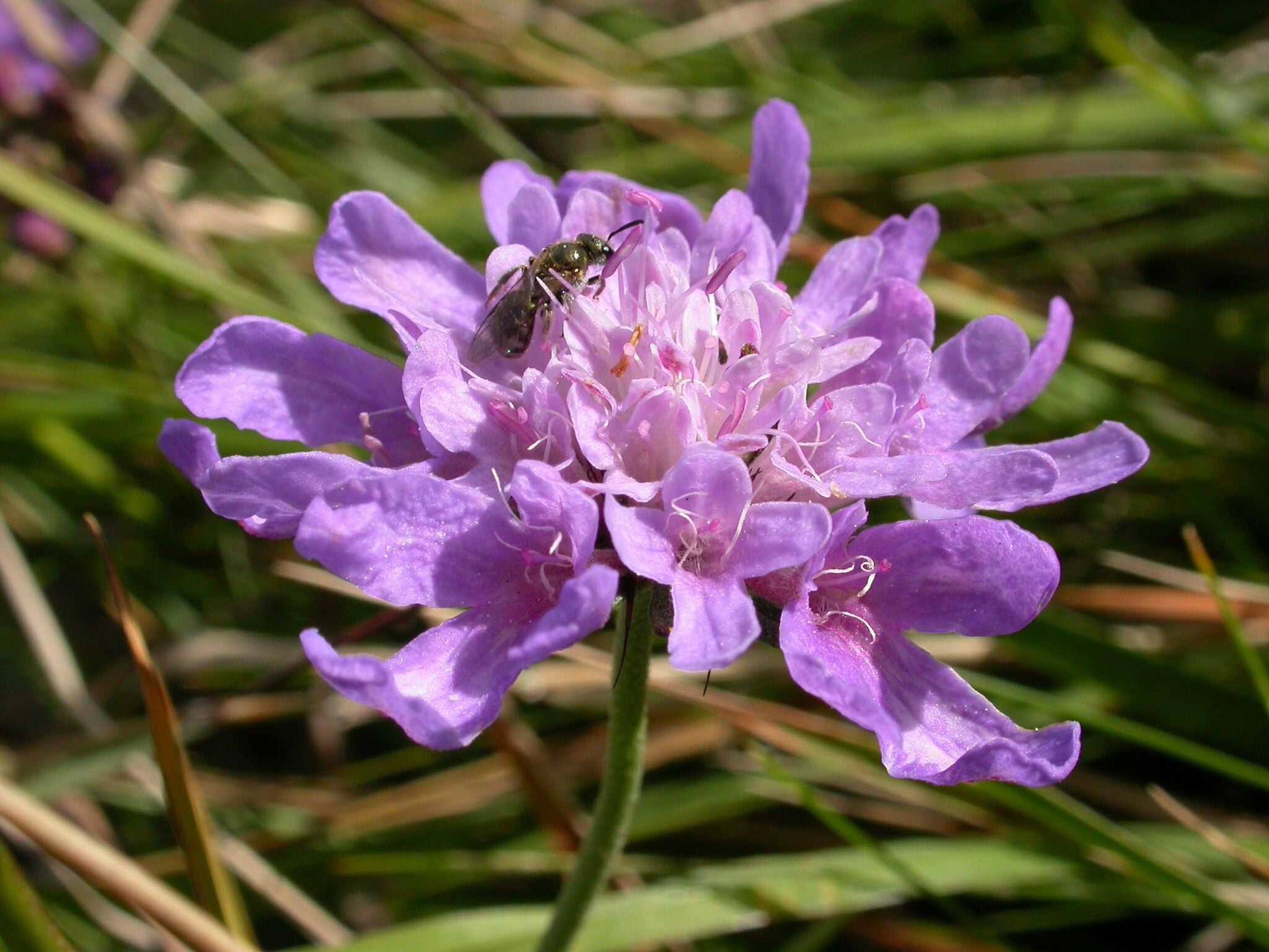 Nearly 1,400 species of pollinators and other insects rely on meadow plants for their survival