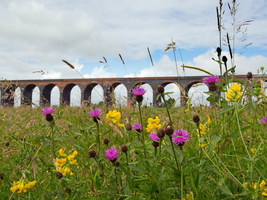 Seaton Meadows is one of the sites maintained by Plantlife to preserve its rich wildflower heritage
