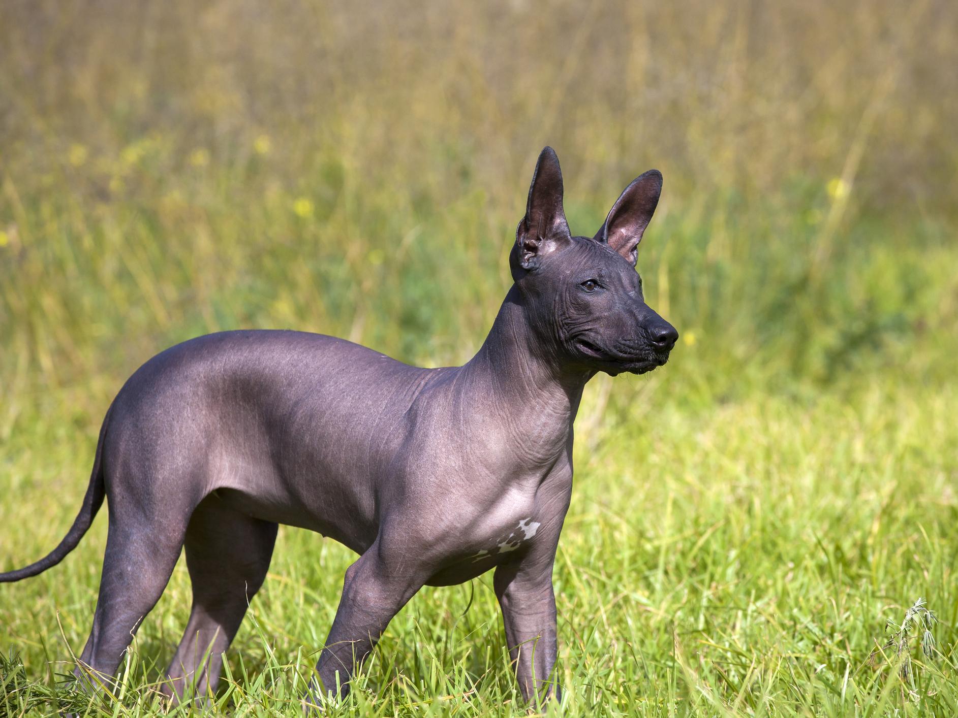 Mexican hairless dogs, or Xoloitzcuintlis, are some of the few known to have some genetic similarities with ancient 'pre-contact' breeds