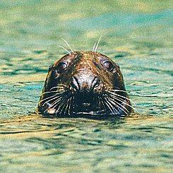 Catch a glimpse of the grey seals in the sea of Ramsey (© Crown copyright (2015) Visit Wales. All rights reserved)