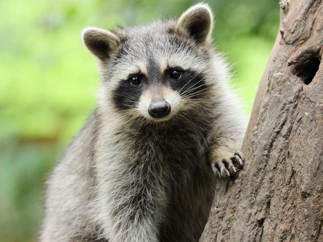 More than 20 people needed treatment after a raccoon was found to have rabies