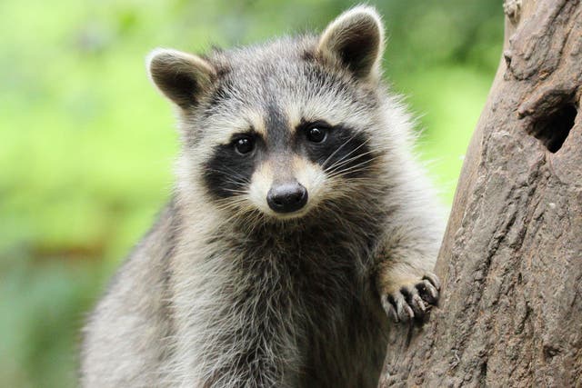 More than 20 people needed treatment after a raccoon was found to have rabies
