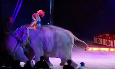 Circus elephant falls into audience in Germany