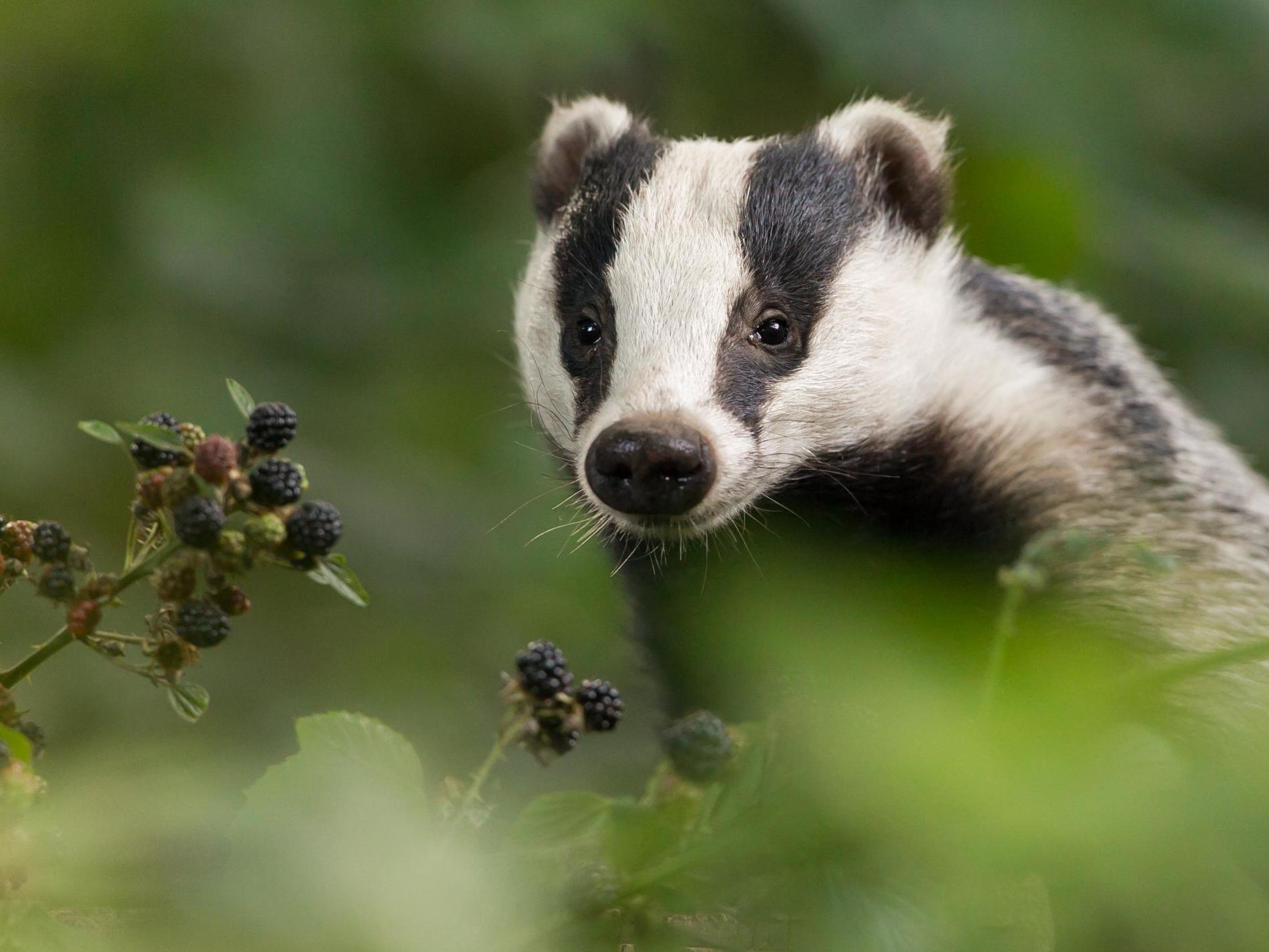 Badgers are among the countryside mammals infected by bovine tuberculosis, which is still rising