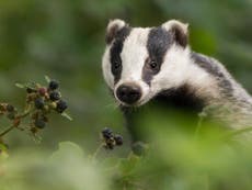 Government faces High Court challenge over 'disastrous' badger cull