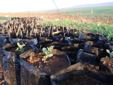 Here’s why we’re planting trees in northern Syria
