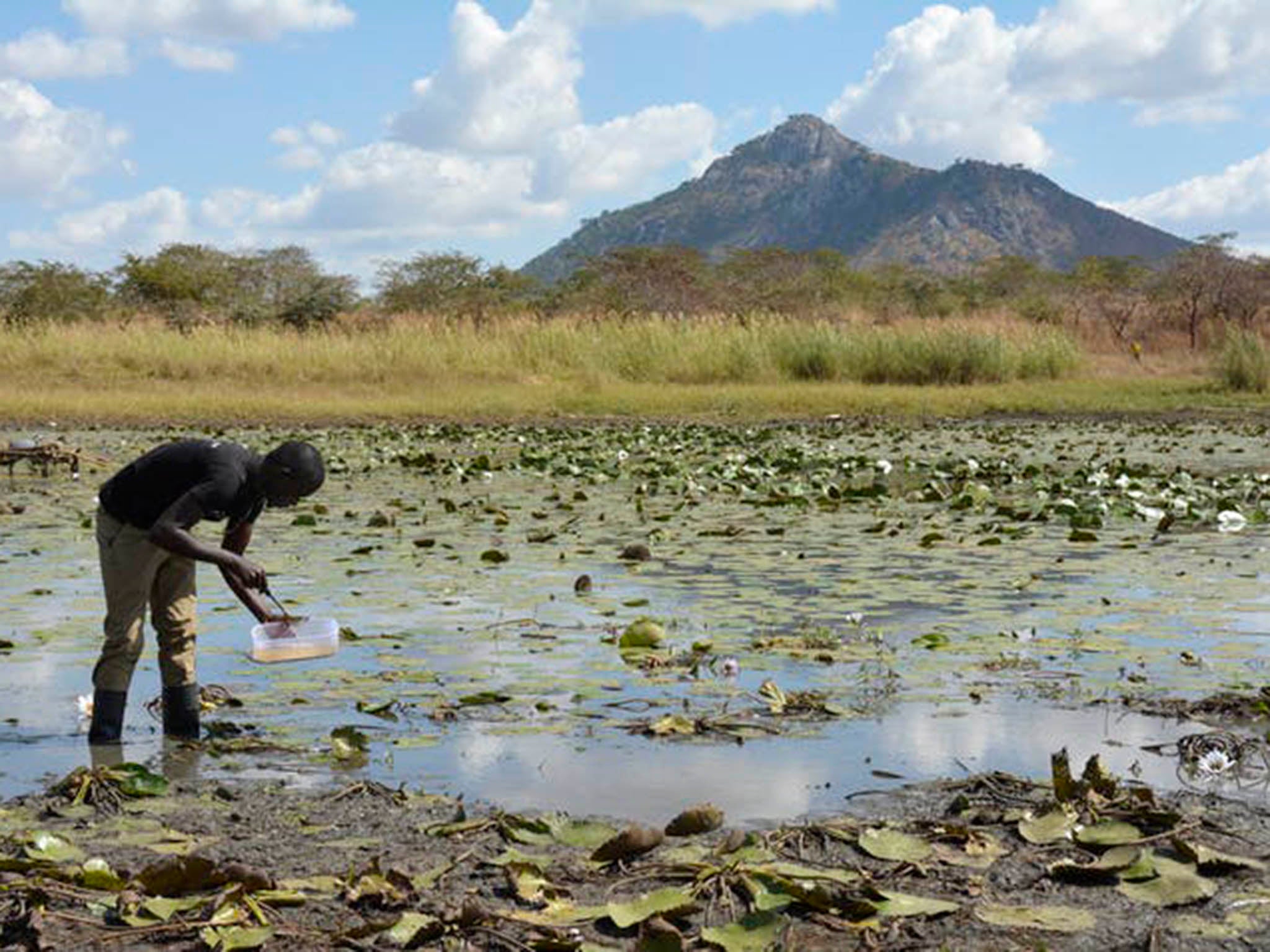 Water is crucial for the malaria-carrying mosquito to be able to lay eggs (Unicef Malawi/Andrew Brown)