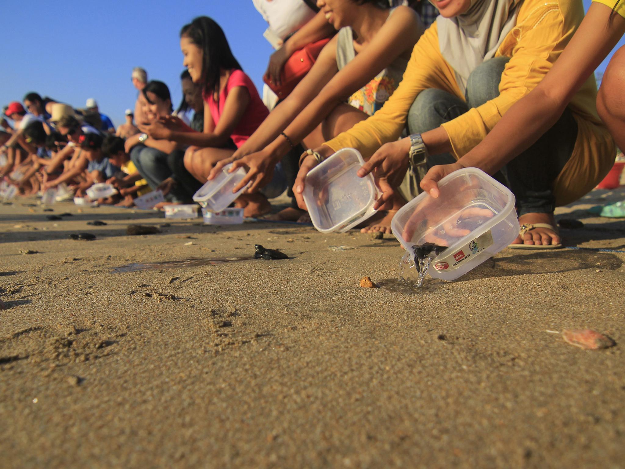 Volunteers release olive ridley turtle hatchlings on Kuta Beach
