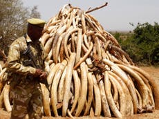 Attempts to reopen global elephant ivory trade fail