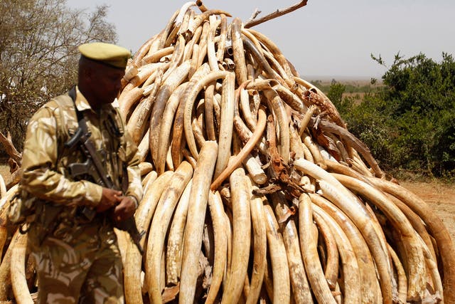 Ivory confiscated from smugglers and poachers has been burnt in the past but some countries wanted to sell it instead