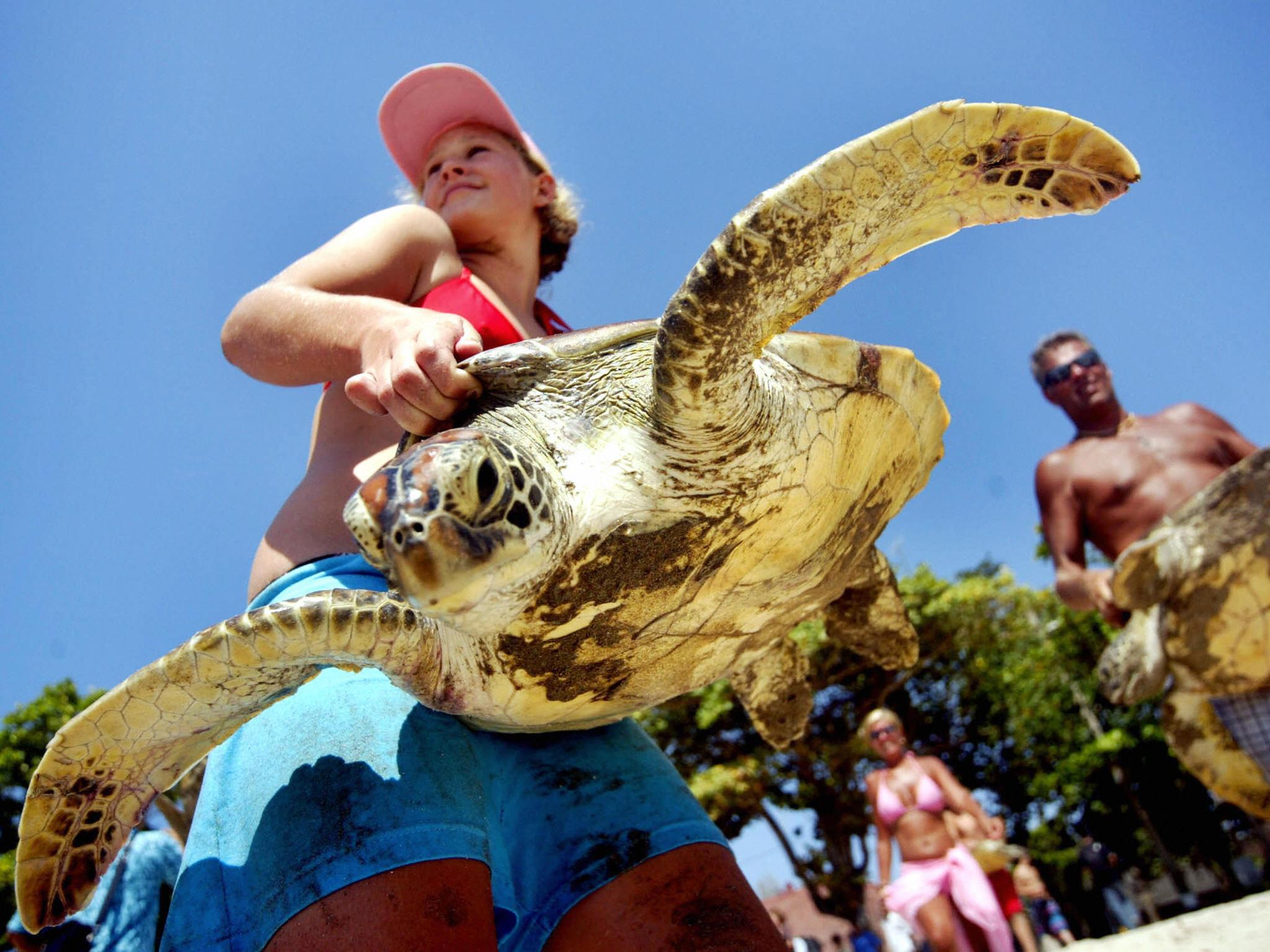 Shelling out: tourists help rescue sea turtles in Bali