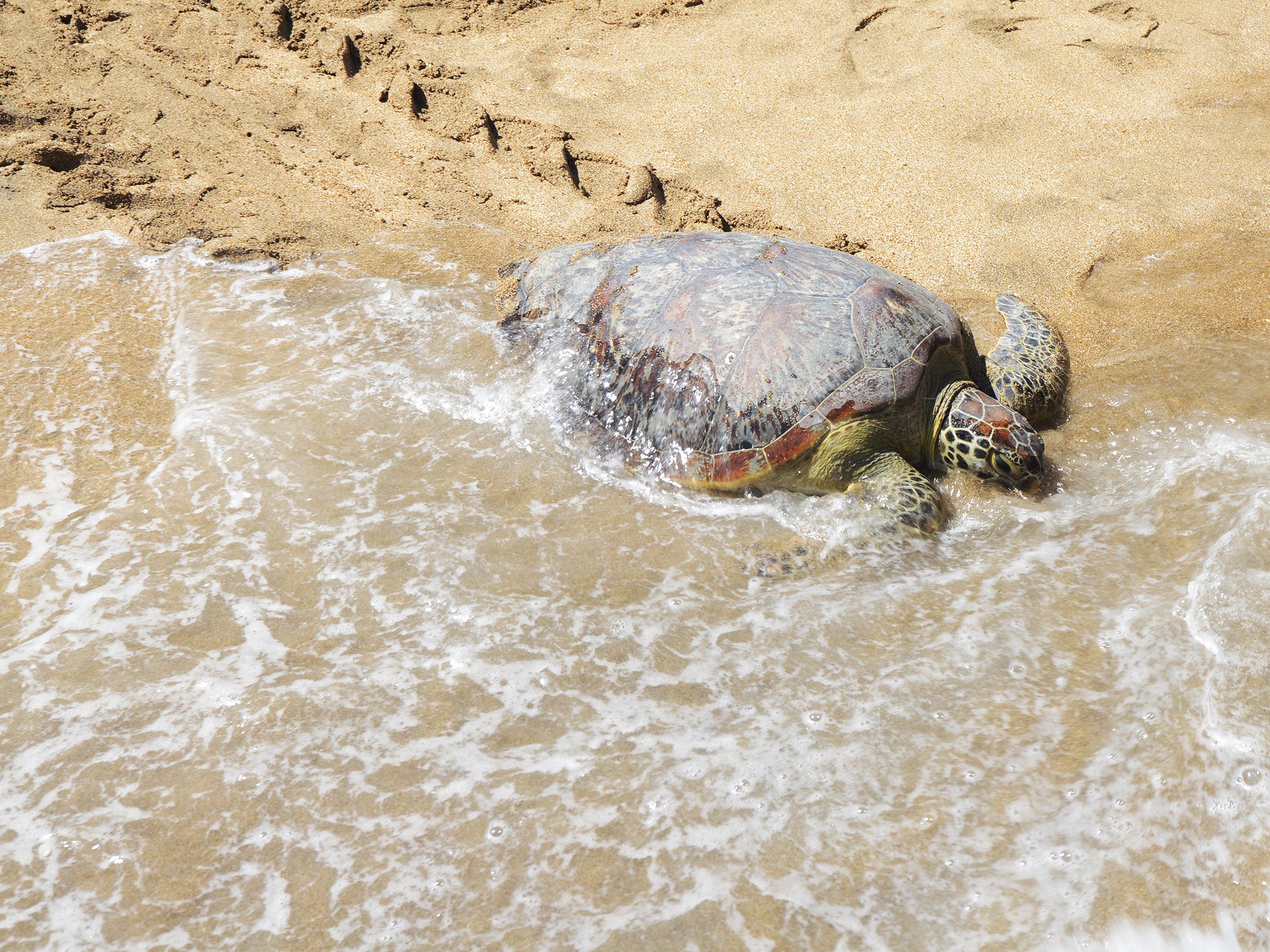 Balinese consider green sea turtles to be a delicacy