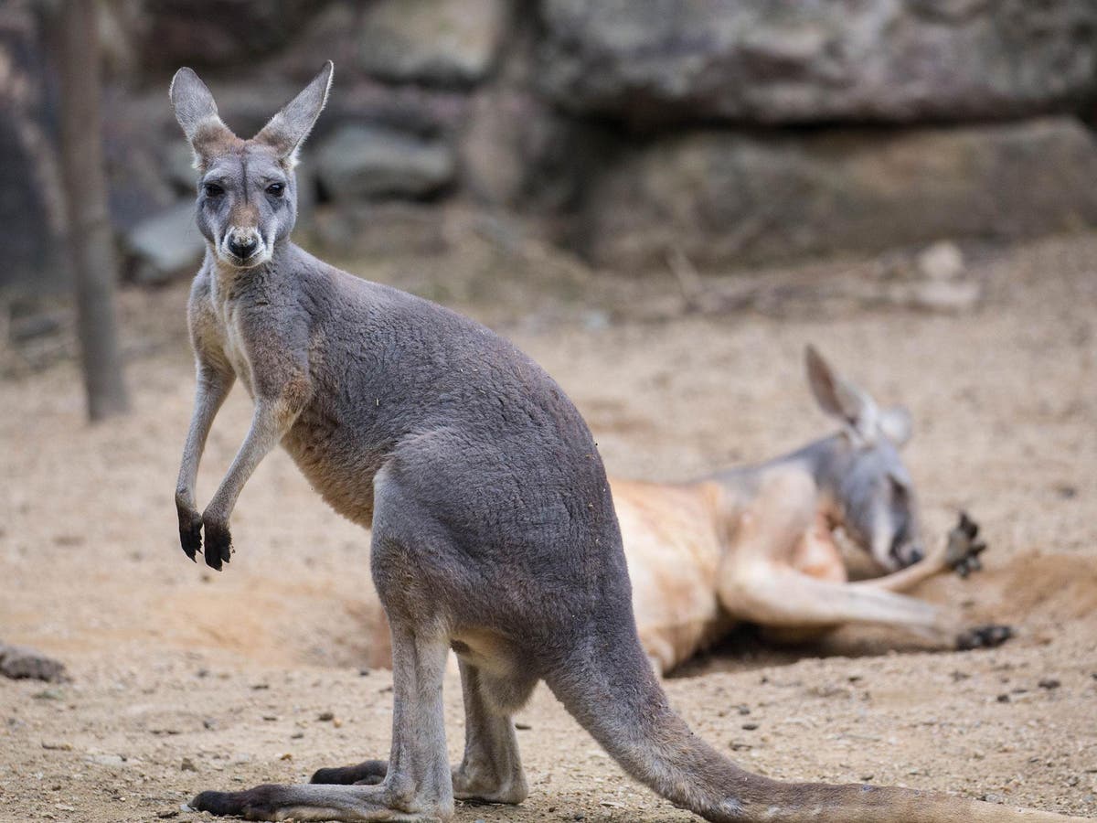 Grass poisoning blamed for condition making kangaroos appear 'drunk' The Independent The