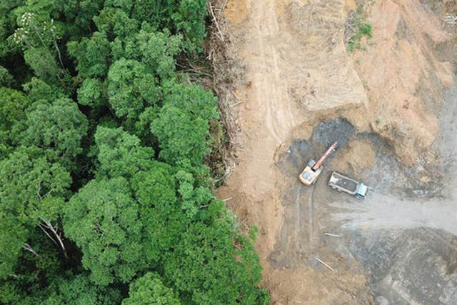 Industrial-scale deforestation has decimated habitats in Brazil, Nigeria and South-East Asia