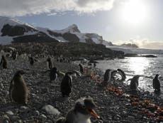 Krill fishing industry backs massive Antarctic ocean sanctuary