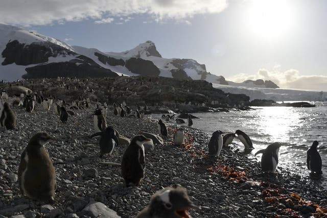 Penguin numbers have been in decline in Antarctica due to a lack of krill, one of their main food sources