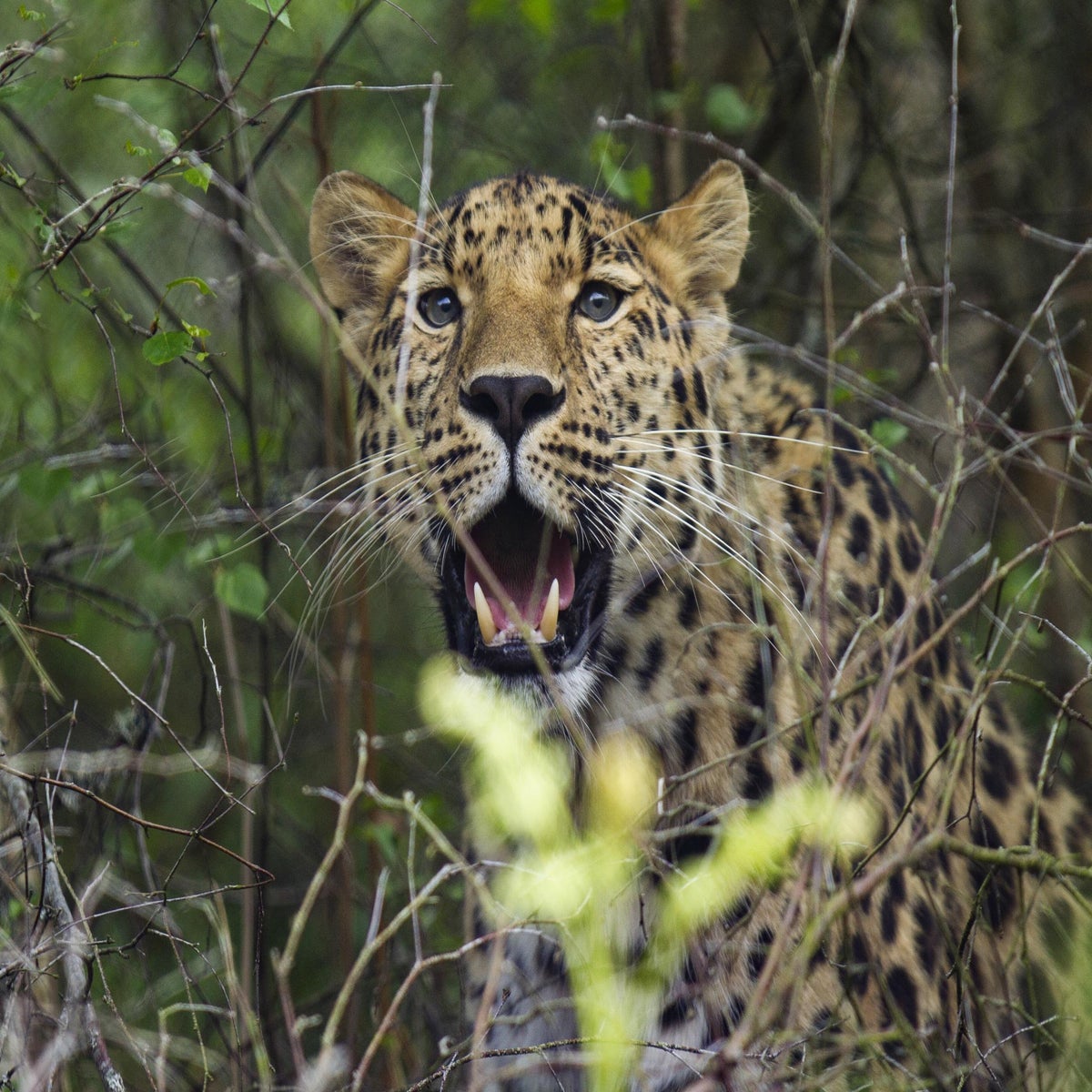 Critically endangered Amur leopard born in Scotland could be released into  the wild in Russia | The Independent | The Independent