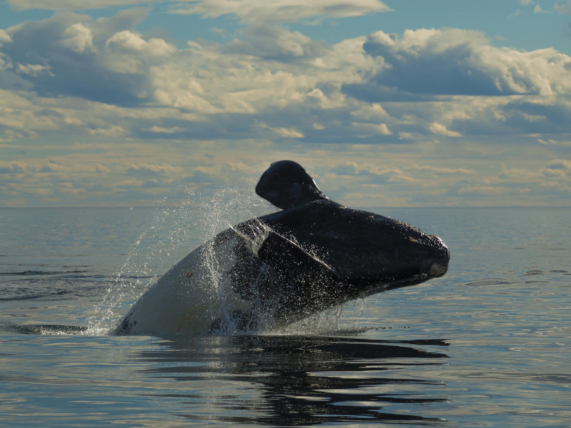 Right whale populations are among those that have recovered in recent decades