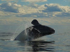 Whales and turtles protected by endangered species act are recovering