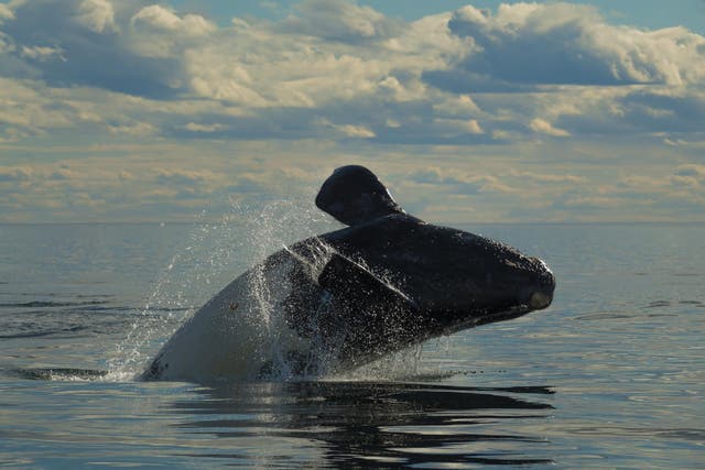 Right whale populations are among those that have recovered in recent decades